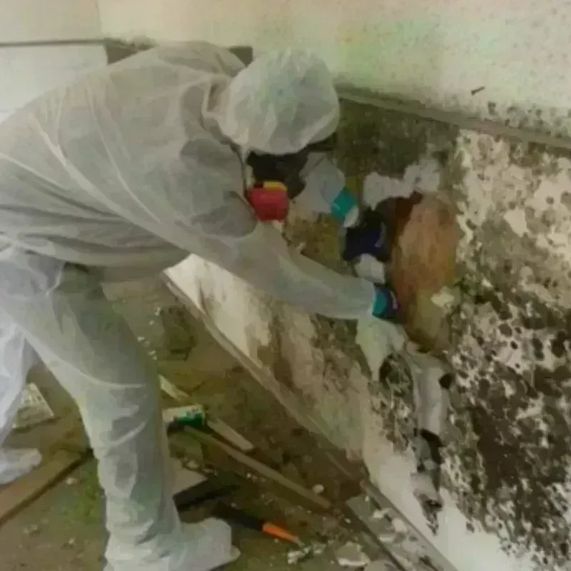 Mold Remediation and Removal in Springerville, AZ